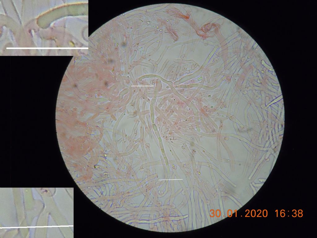 Sur Stereum (Intextomyces cystidiatus)